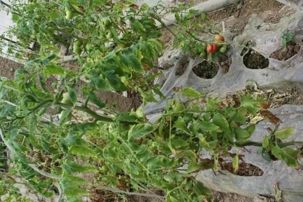 番茄根腐病特效藥