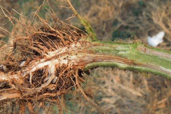 番茄根腐病特效藥