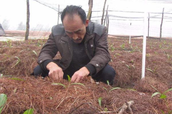 活松樹茯苓種植技術