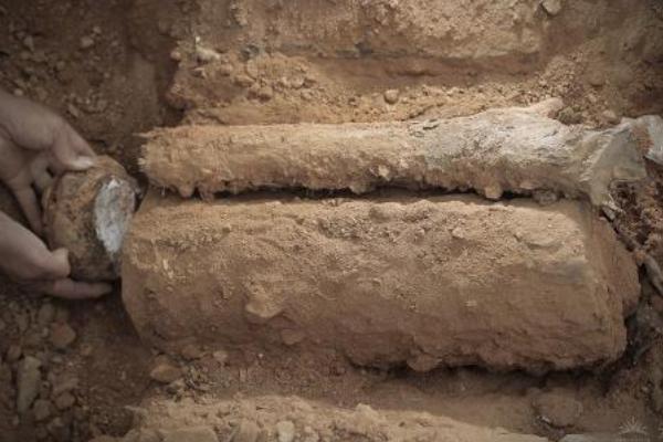 活松樹茯苓種植技術