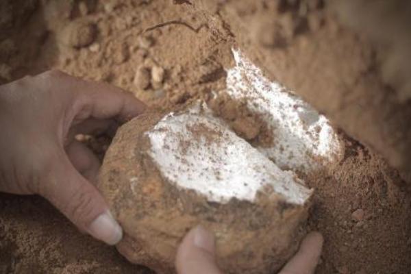 活松樹茯苓種植技術