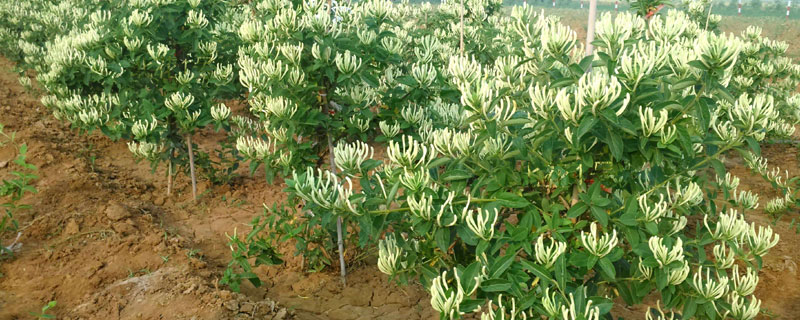 三年金銀花樹苗能長多大？價格4至7元一棵