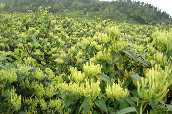 三年金銀花樹苗能長多大?價格4至7元一棵