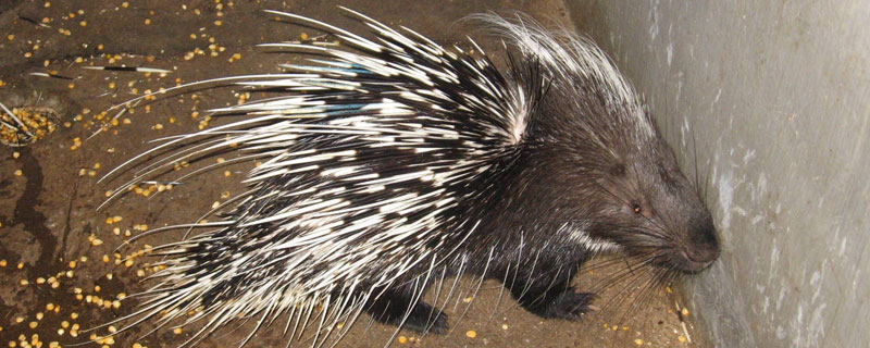 20斤的小豪豬批發多少一只？一只1500左右（80元一斤）