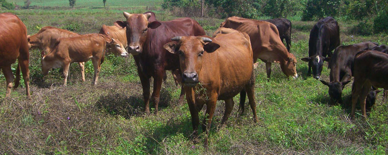 牛吃什么偏方打欄快？3個方法提早讓母牛打欄