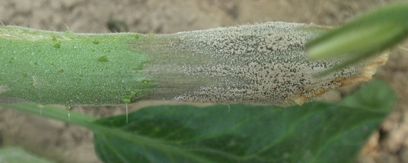 嘧霉胺使用禁忌，和其它殺菌劑交替或輪換施用