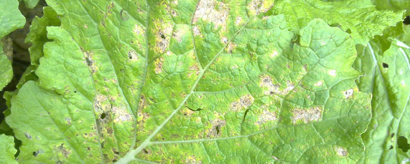 阿米妙收農(nóng)藥治什么病？可治西瓜葡萄及花卉大部分病