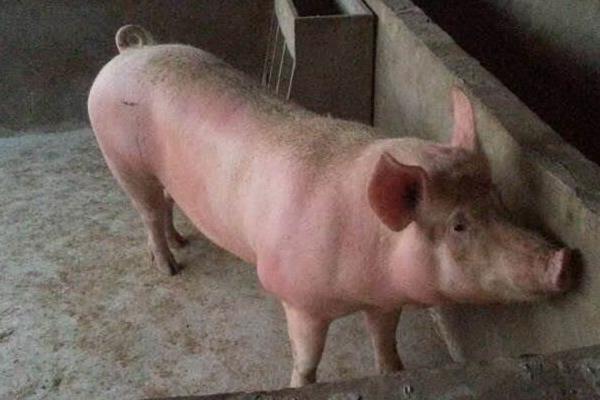 懷孕母豬發燒打什么針，根據具體情況治療