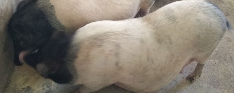 懷孕母豬發燒打什么針，根據具體情況治療