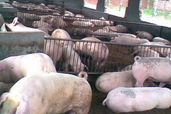 懷孕母豬發燒打什么針