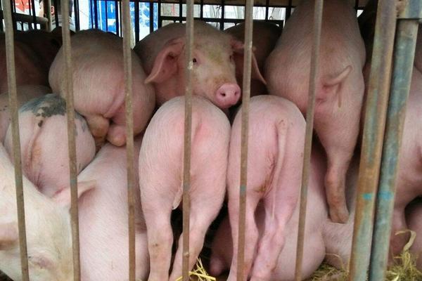 懷孕母豬發燒打什么針