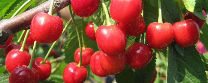 四川櫻桃幾月成熟?各地區成熟時間有所區別