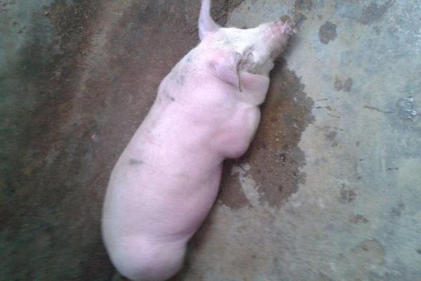 懷孕母豬發燒打什么針，根據具體情況治療