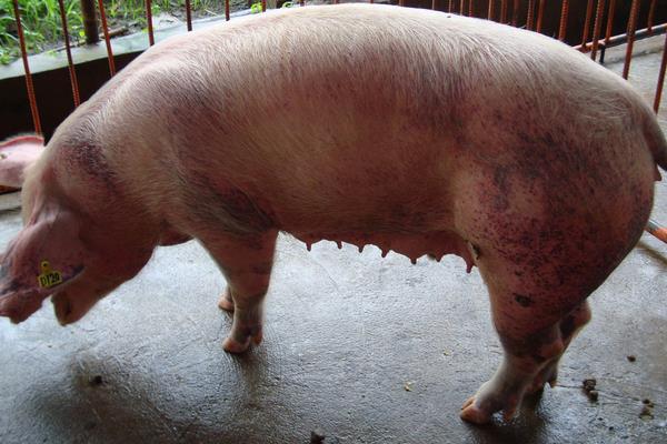 懷孕母豬發燒打什么針，根據具體情況治療