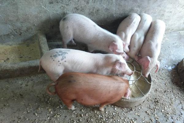 懷孕母豬發燒打什么針，根據具體情況治療