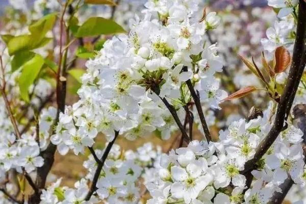 梨樹苗什么時候種植