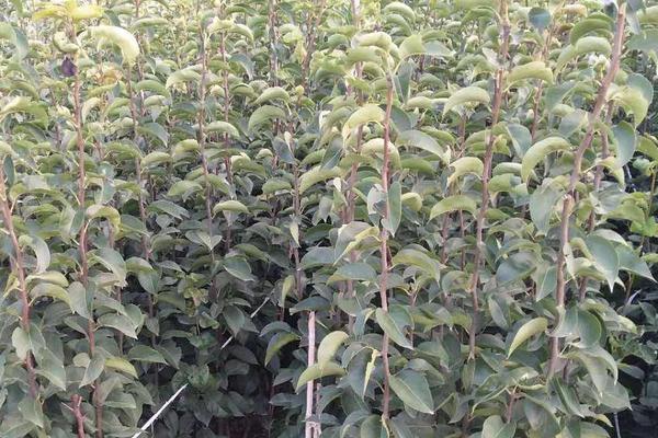 梨樹苗什么時候種植