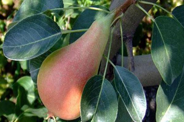 梨樹苗什么時候種植