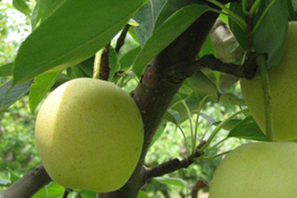 梨樹苗什么時候種植