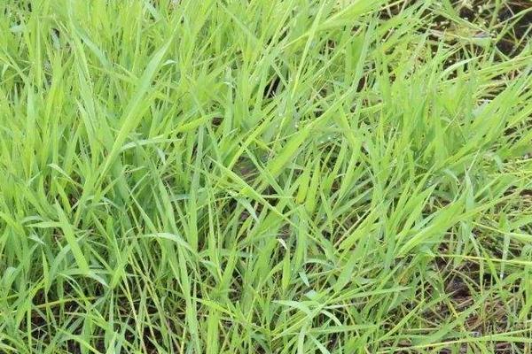 陶氏優先除草劑