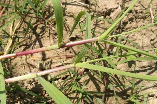 陶氏優先除草劑