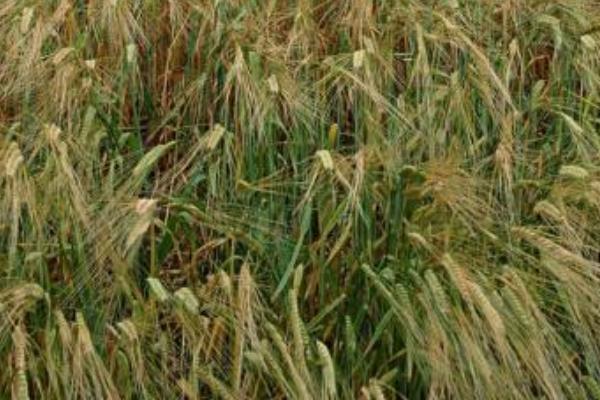 陶氏優先除草劑