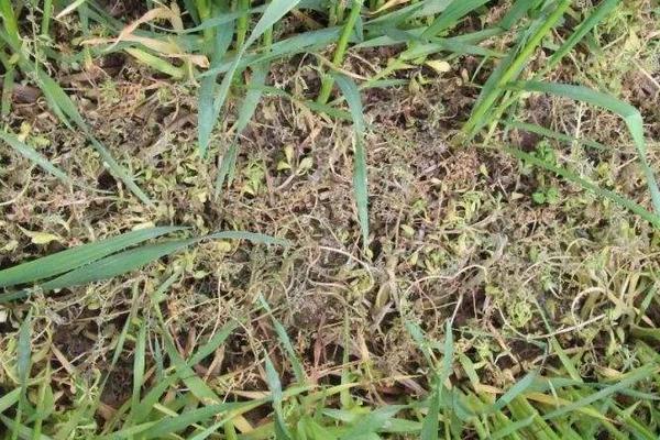 陶氏優先除草劑