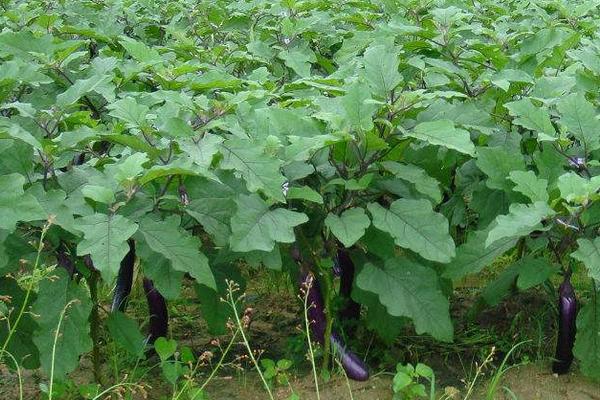 茄子什么時候種植