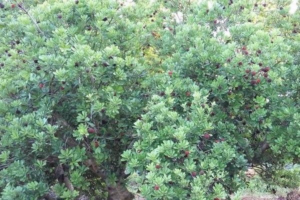 楊梅樹苗怎么種植技術