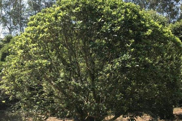 楊梅樹苗怎么種植技術