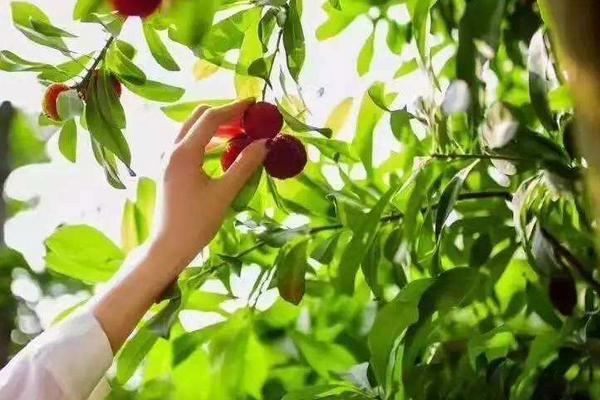 楊梅樹苗怎么種植技術