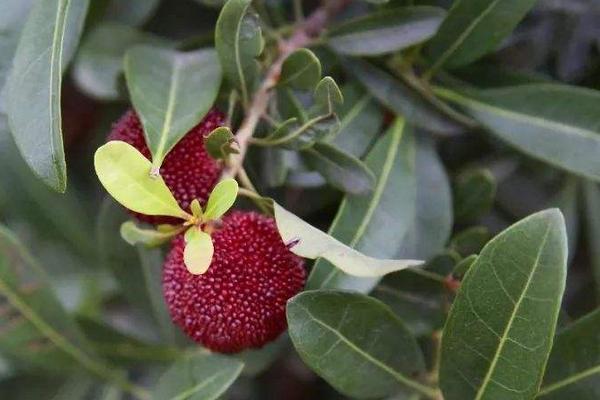 楊梅樹苗怎么種植技術