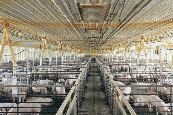 100頭養豬場投資多大