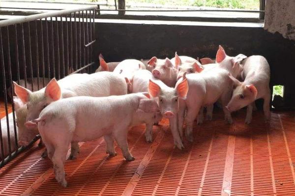 100頭養豬場投資多大