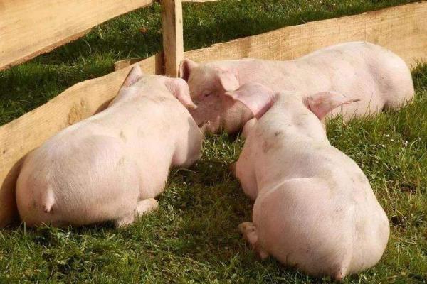 100頭養豬場投資多大