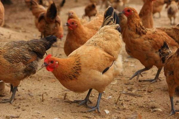 1噸飼料需要多少蛋氨酸