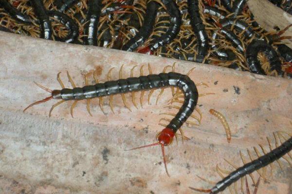 四川適合養(yǎng)殖什么