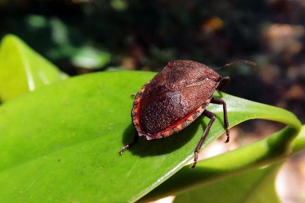 四川適合養(yǎng)殖什么