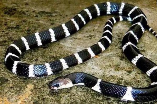 四川適合養(yǎng)殖什么