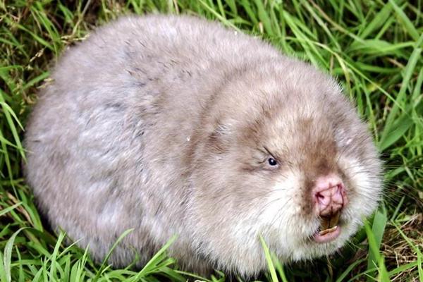 農(nóng)村創(chuàng)業(yè)好項(xiàng)目養(yǎng)殖類