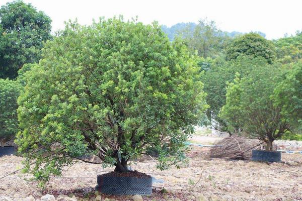 楊梅樹苗怎么種植？技術要點是合理施肥促進產量