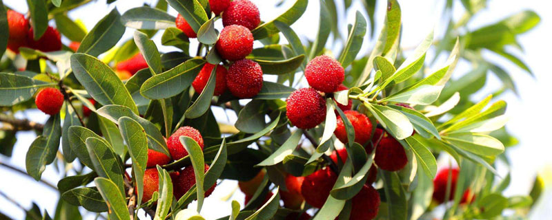 楊梅樹苗怎么種植？技術要點是合理施肥促進產量