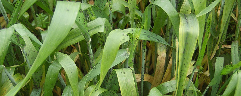 百泰的使用禁忌，不能農(nóng)混用，不能與堿性物質(zhì)混合