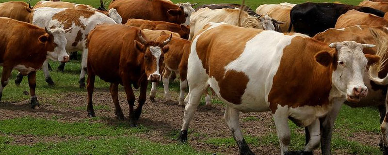 牛羊飼料添加劑配方，不知道哪家好？6家公司推薦