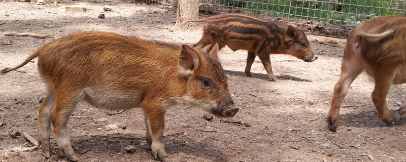 養殖業什么最穩，5個成本低又賺錢的養殖項目
