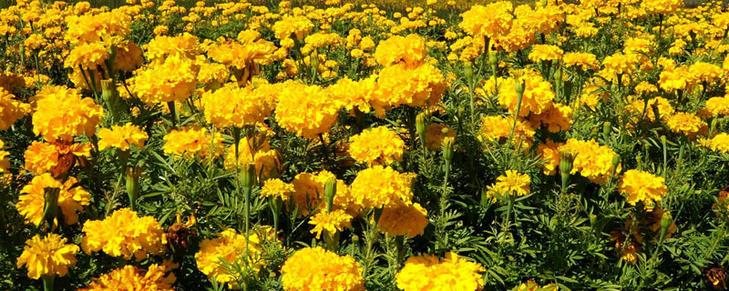 菊花栽培管理技術要點及注意事項