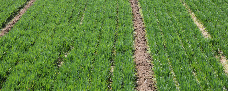 麥田什么時(shí)候打除草劑？11月中下旬或2月下旬至3月上旬