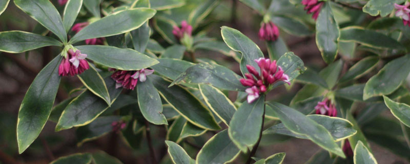 蕊香花怎么養殖方法，后期如何處理？