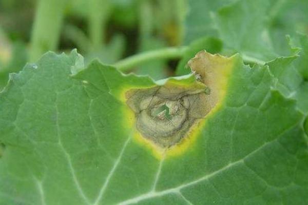 油菜菌核病特效藥