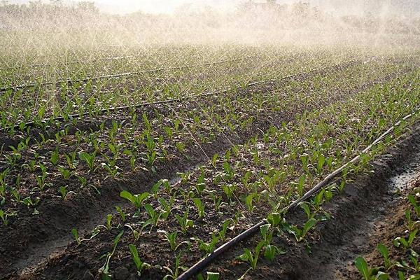 勁駝復合肥是哪產的